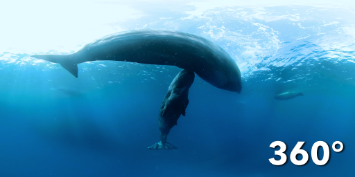 Whales in open water